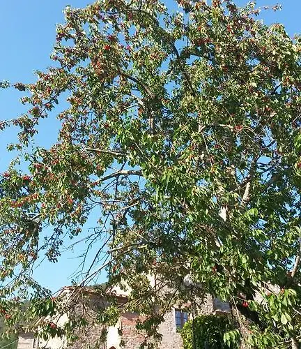 Olivi Apartamento